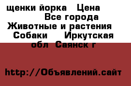 щенки йорка › Цена ­ 15 000 - Все города Животные и растения » Собаки   . Иркутская обл.,Саянск г.